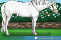 Horse Color:Perlino Appaloosa 