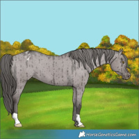 Horse Color:Platinum Liver Red Dun Appaloosa Brindle