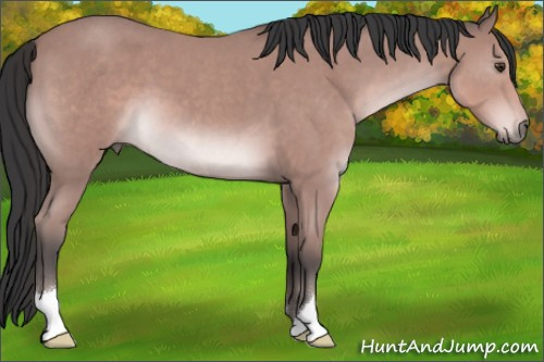 Horse Color:Platinum Brown Roan 