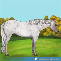 Horse Color:Platinum Chocolate Palomino Roan 