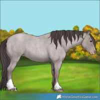 Horse Color:Platinum Classic Champagne Roan 