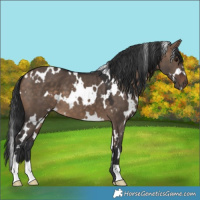 Horse Color:White Spotted Bay Dun 