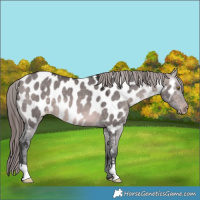 Horse Color:Platinum Brown Dun Appaloosa 