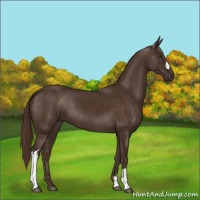 Horse Color:Liver Chestnut 