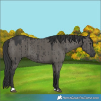 Horse Color:Platinum Grullo Brindle 