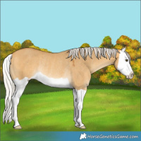 Horse Color:Silver Buckskin Dun Splash Rabicano 