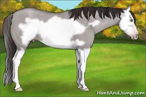 Horse Color:Gray Platinum Classic Champagne Dun Splash Frame Appaloosa 