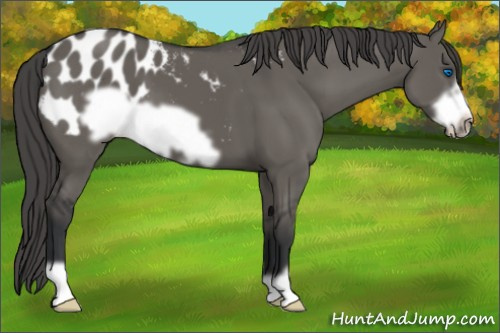 Horse Color:Grullo Frame Appaloosa 