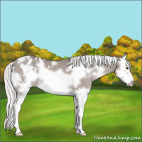 Horse Color:Platinum White Spotted Silver Grullo Splash Frame Appaloosa 