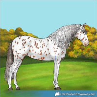 Horse Color:Bay Tobiano Near Leopard 