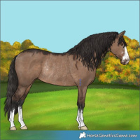 Horse Color:Liver Red Dun Rabicano 