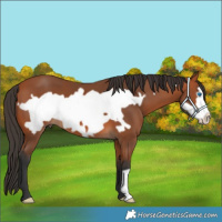 Horse Color:Bay Frame