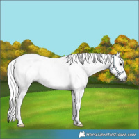 Horse Color:Gray Black Sabino Appaloosa 