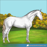 Horse Color:Buckskin Roan Dun Splash Appaloosa 
