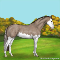 Horse Color:Liver Red Dun Roan Sabino Splash Varnish 