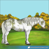 Horse Color:White Spotted Silver Black Chinchilla 