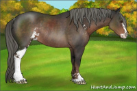 Horse Color:Liver Chestnut Mushroom Sabino Rabicano 
