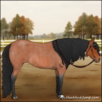 Horse Color:Bay Roan 