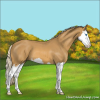 Horse Color:Palomino Roan Splash