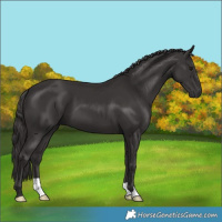 Horse Color:Smoky Black