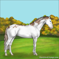 Horse Color:White Spotted Red Roan Splash Varnish 