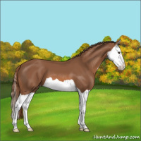 Horse Color:Chestnut Splash Varnish 