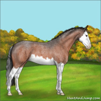 Horse Color:Bay Roan Splash Appaloosa 