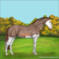 Horse Color:Red Roan Splash Appaloosa 