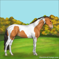Horse Color:Buckskin Tobiano 