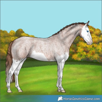 Horse Color:Red Roan Splash Varnish 