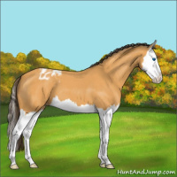Horse Color:Buckskin Roan Splash Varnish 