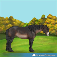 Horse Color:Brown Sabino