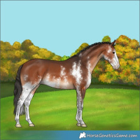 Horse Color:Brown Sabino 