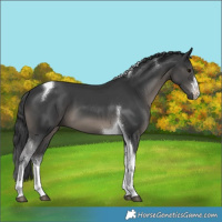 Horse Color:White Spotted Black Tobiano 