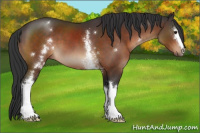 Horse Color:White Spotted Brown 