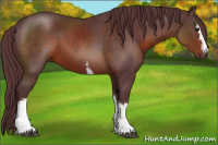 Horse Color:White Spotted Chocolate Brown Sabino 