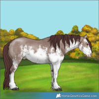 Horse Color:White Spotted Chocolate Brown Dun Sabino 