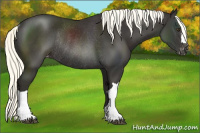 Horse Color:Liver Chestnut Mushroom Appaloosa Rabicano 