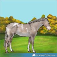 Horse Color:White Spotted Liver Red Dun Mushroom Sabino Appaloosa 