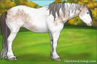 Horse Color:Buckskin Ice Mushroom Splash Tobiano 