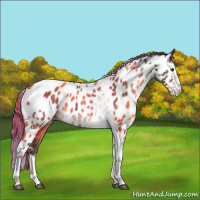 Horse Color:Painted Liver Chestnut Sabino Splash Tobiano Appaloosa 