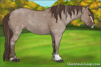 Horse Color:Liver Red Dun Sabino 