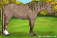 Horse Color:Painted Liver Red Dun Sabino 