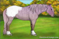 Horse Color:Silver Grullo Roan Snowcap 
