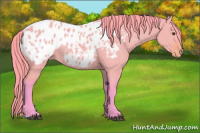 Horse Color:Watercolor Buckskin Dun Appaloosa 