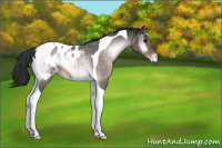 Horse Color:Platinum Brown Onyx Tobiano Appaloosa 