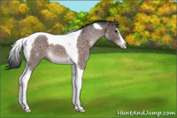 Horse Color:Platinum Bay Sabino Tobiano 