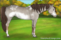 Horse Color:White Spotted Liver Red Dun Sabino Frame Rabicano 