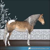 Horse Color:Silver Buckskin Tobiano Rabicano 