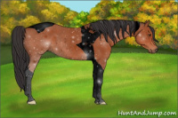 Horse Color:Void Bay Tobiano Rabicano 